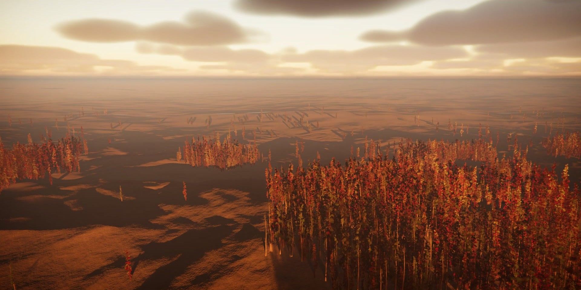 Low sun over a plain of red trees, the horizon hazy